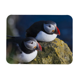 Imán Frailecillo atlántico (Fratercula arctica) 7