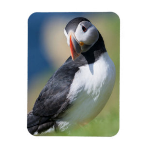 Imán Frailecillo Atlántico (Fratercula Arctica) En Acan