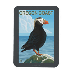 Imán Frailecillo copetudo de la costa de Oregon