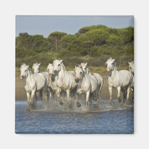 Imán Francia, Camargue. Caballos corren a través del es