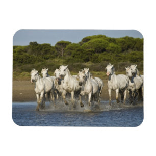 Imán Francia, Camargue. Caballos corren a través del es