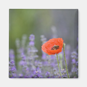 Imán Francia, Provenza. Amapola solitaria en campo de