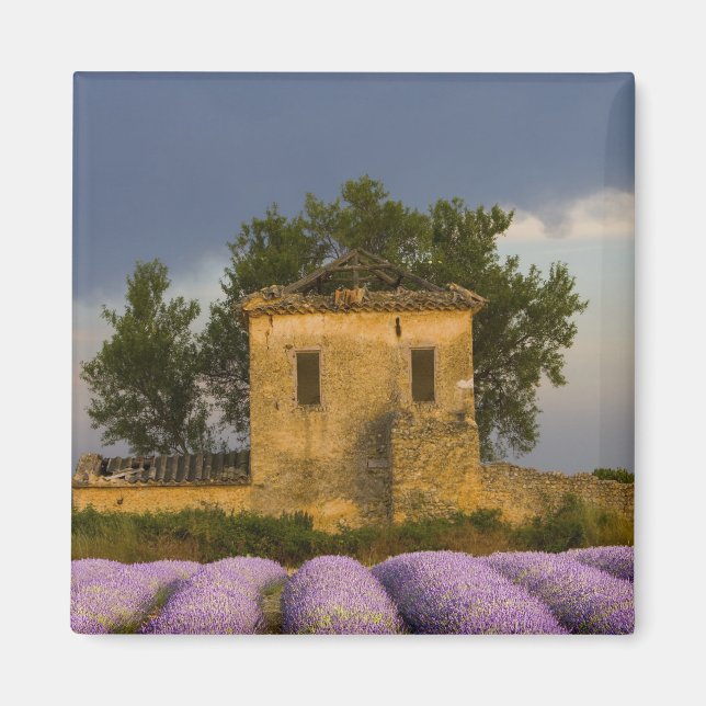 Imán Francia, Provenza. Campo de lavanda y (Frente)