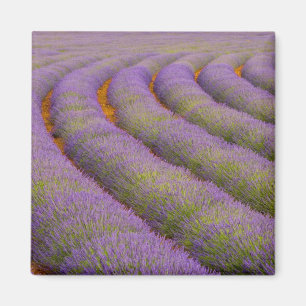 Imán Francia, región de Provenza. Filas curvas de