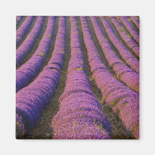Imán Francia, Región de Provenza. Filas ordenadas de
