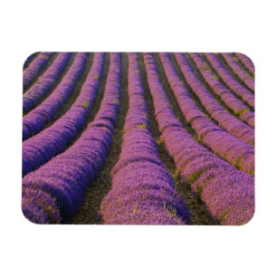 Imán Francia, región de Provenza. Filas ordenadas de