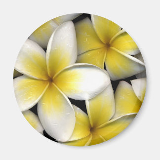 Imán Frangipani