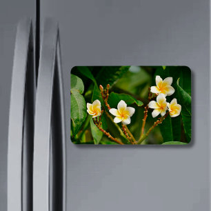 Imán Frangipani amarillo