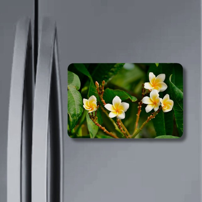 Imán Frangipani amarillo (Subido por el creador)