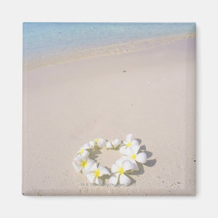 Imán Frangipani en la playa