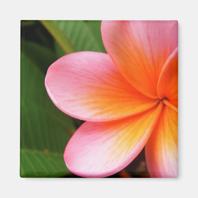 Imán Frangipani Magnet (Frente)