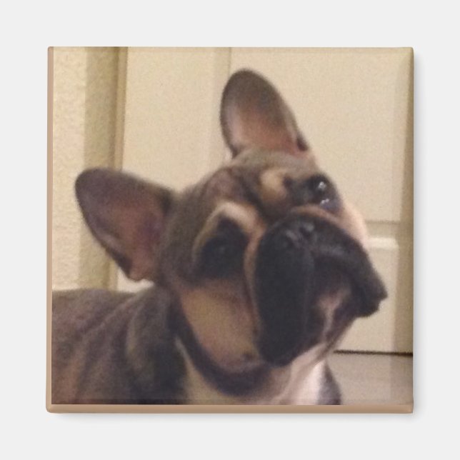 Imán Französische Bulldogge (Frente)
