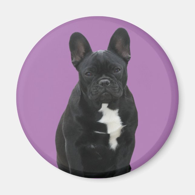 Imán Französische Bulldogge Magnet (Frente)
