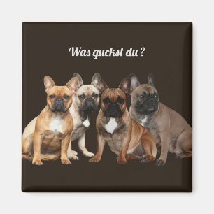 Imán Französische Bulldoggen Fue guckst du,