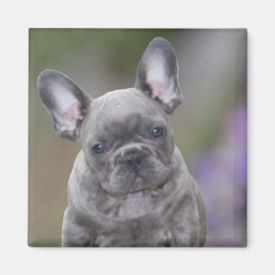 Imán Französische Bulldoggen Magnet