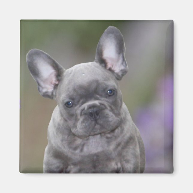 Imán Französische Bulldoggen Magnet (Frente)