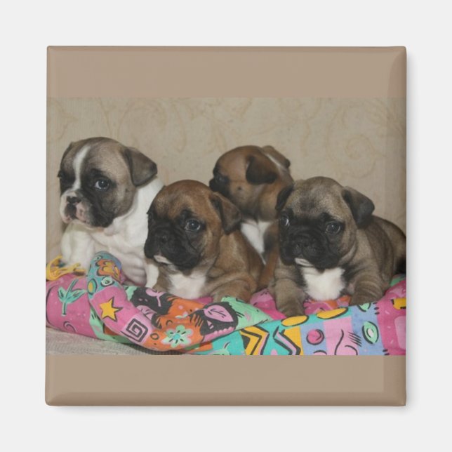 Imán Französische Bulldoggen Welpen Magnet (Frente)