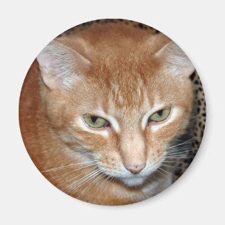 Imán Freddie Magenet