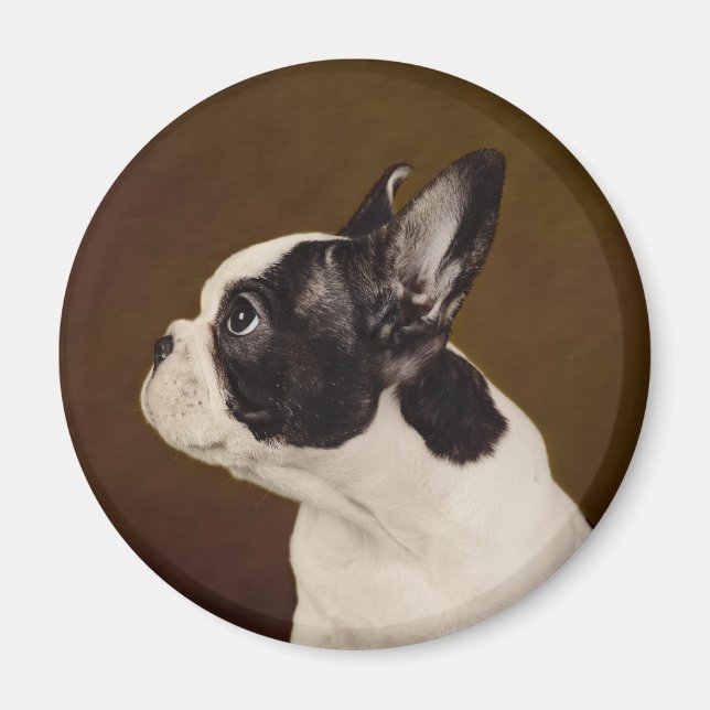 Imán Frenchie (Frente)
