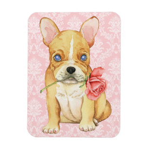 Imán Frenchie subió tarjeta del día de San Valentín