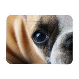 Imán Frenchton Puppy Face Close-up, Ojos, Nariz