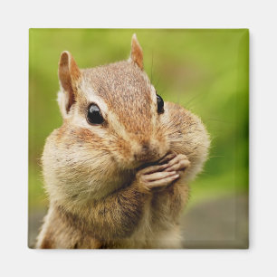 Imán fresco del Chipmunk