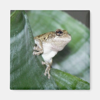 Imán 'Fridge Frog Magnet