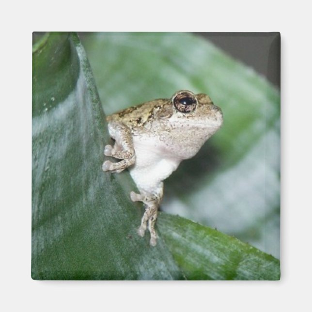 Imán 'Fridge Frog Magnet (Frente)