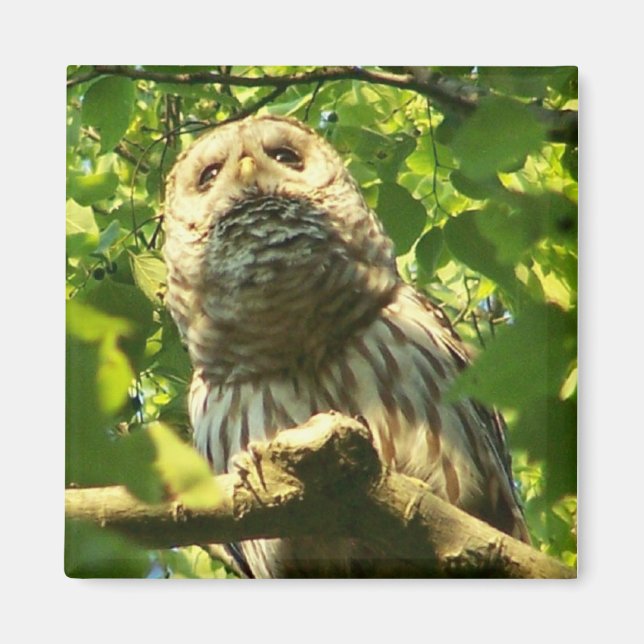 Imán Fridge Hoot Magnet (Frente)