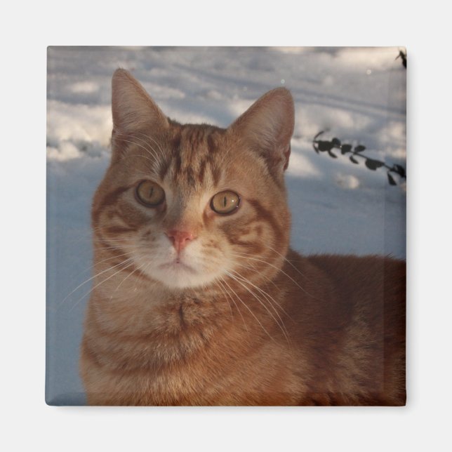 Imán Fridge Kitty (Frente)