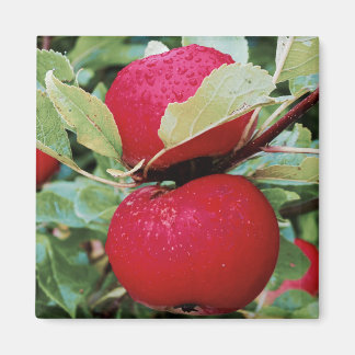 Imán Fridge Magnet Apple