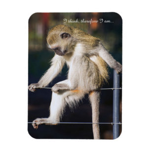 Imán Fridge Magnet con mono y eslogan