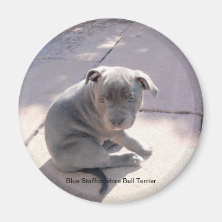 Imán frigorífico de Blue Staffordshire Bull Terrie