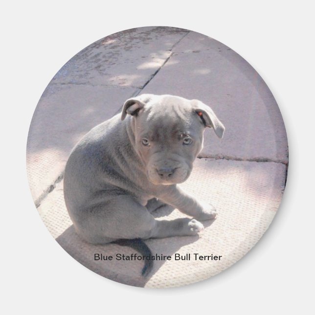 Imán frigorífico de Blue Staffordshire Bull Terrie (Frente)