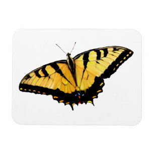 Imán Frigorífico Tigre Mariposa Trasera