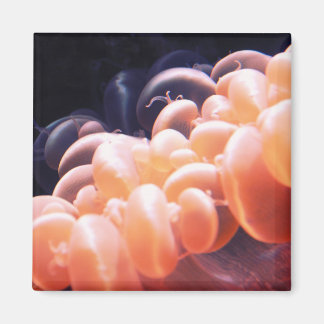 Imán frijol de poca altura 8x8