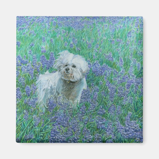 Imán Frisa de Bichon en Bluebonnets (Frente)
