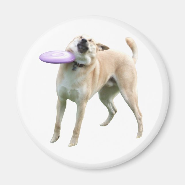 Imán Frisbee Dog Meme Magnet (Frente)