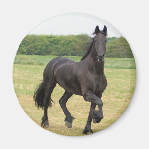 Imán frisio del caballo