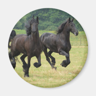 Imán frisio galopante de los caballos