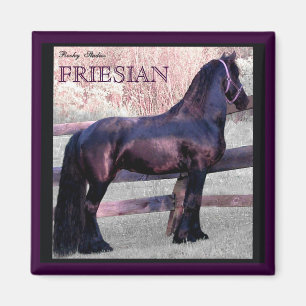 Imán frisio grande 2 del caballo
