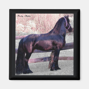 Imán frisio grande del caballo