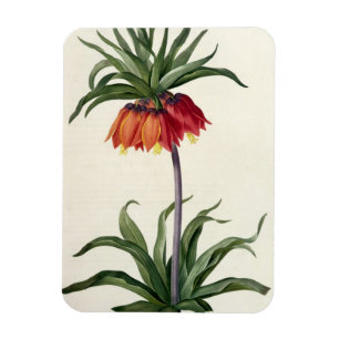 Imán Fritillaria Imperialis de, "Les Lilacees", 1802-