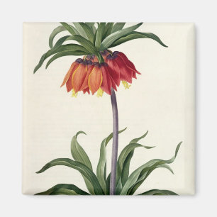 Imán Fritillaria Imperialis de, "Les Lilacees", 1802-