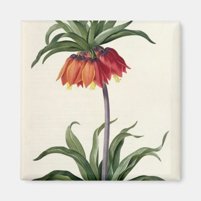 Imán Fritillaria Imperialis de "Les Lilacees", 1802- (Frente)