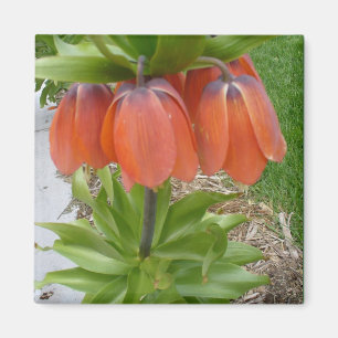 Imán Fritillaria Imperialis Naranja Flowers Magnet