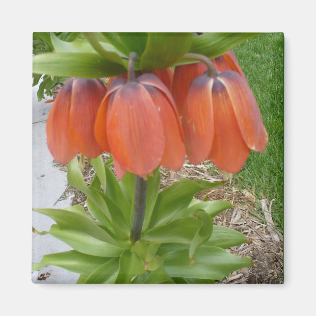 Imán Fritillaria Imperialis Naranja Flowers Magnet (Frente)