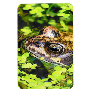 IMÁN FROG