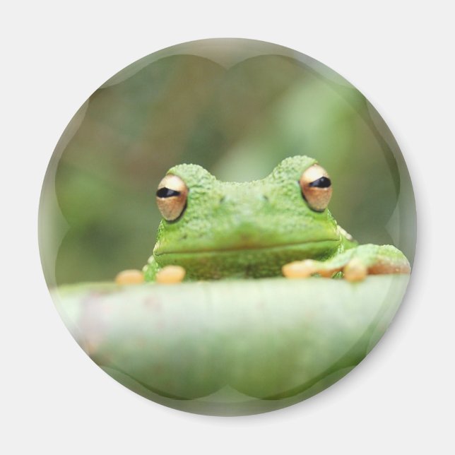 Imán Frog Eyes Magnet (Frente)