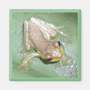 Imán Froglet